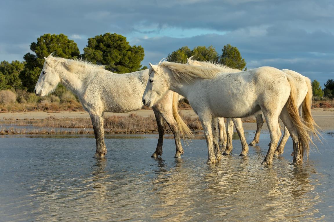 Petite Camargue